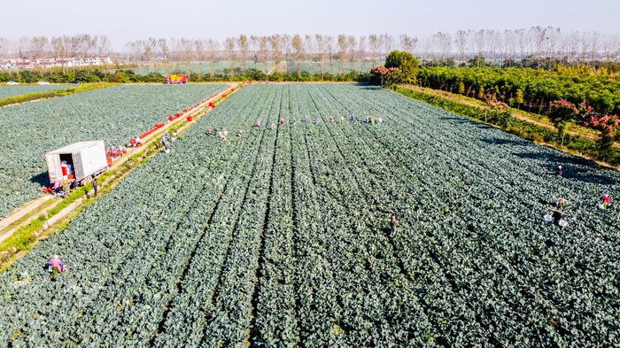 調(diào)整大小 西蘭花種植基地航拍---.jpg 調(diào)整大小 西蘭花種植基地航拍---.jpg