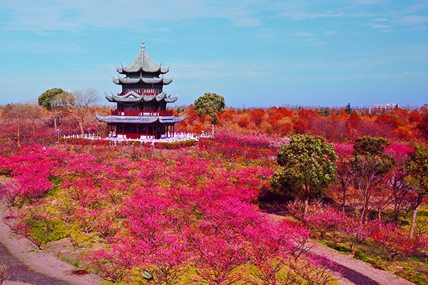 海灣森林 梅園 王帥-----.jpg 海灣森林 梅園 王帥-----.jpg
